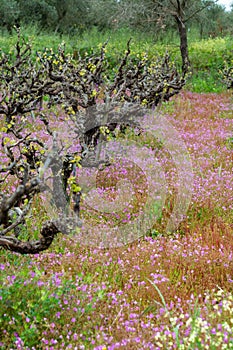 Old trunks and young green shoots of wine grape plants in rows in vineyard and spring wild flowers