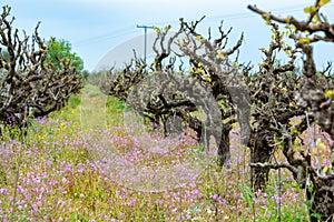 Old trunks and young green shoots of wine grape plants in rows in vineyard and spring wild flowers