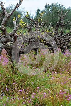 Old trunks and young green shoots of wine grape plants in rows in vineyard and spring wild flowers