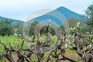 Old trunks and young green shoots of wine grape plants in rows in vineyard and spring wild flowers