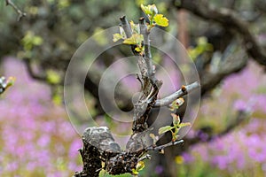 Old trunks and young green shoots of wine grape plants in rows in vineyard and spring wild flowers