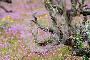 Old trunks and young green shoots of wine grape plants in rows in vineyard and spring wild flowers