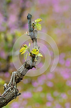 Old trunks and young green shoots of wine grape plants in rows in vineyard and spring wild flowers