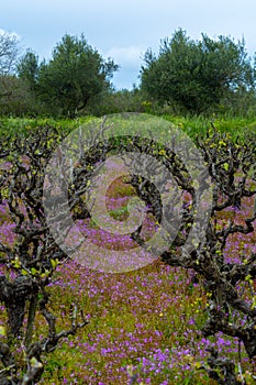 Old trunks and young green shoots of wine grape plants in rows in vineyard and spring wild flowers