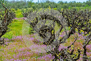 Old trunks and young green shoots of wine grape plants in rows in vineyard and spring wild flowers