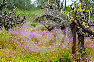 Old trunks and young green shoots of wine grape plants in rows in vineyard and spring wild flowers