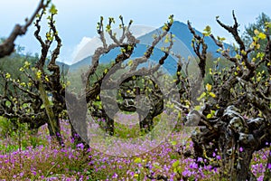 Old trunks and young green shoots of wine grape plants in rows in vineyard and spring wild flowers