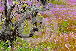 Old trunks and young green shoots of wine grape plants in rows in vineyard and spring wild flowers