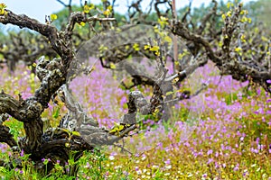 Old trunks and young green shoots of wine grape plants in rows in vineyard and spring wild flowers