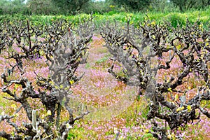 Old trunks and young green shoots of wine grape plants in rows in vineyard and spring wild flowers