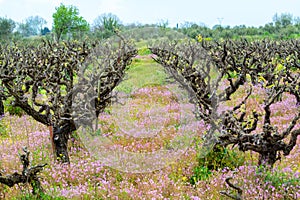 Old trunks and young green shoots of wine grape plants in rows in vineyard and spring wild flowers