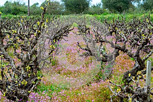 Old trunks and young green shoots of wine grape plants in rows in vineyard and spring wild flowers