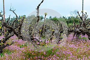 Old trunks and young green shoots of wine grape plants in rows in vineyard and spring wild flowers