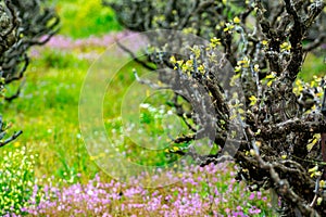 Old trunks and young green shoots of wine grape plants in rows in vineyard and spring wild flowers