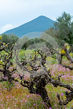 Old trunks and young green shoots of wine grape plants in rows in vineyard and spring wild flowers