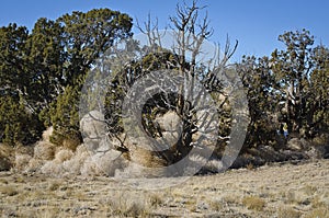 Old tumbleweeds stuck in the desert trees