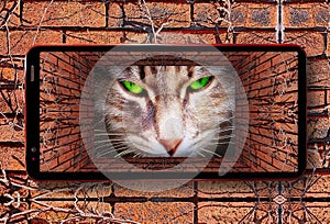 Old tunnel with brick wall, dry ivy and green cat eyes