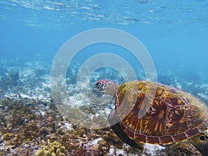Old turtle in tropical sea shore. Marine tortoise underwater photo.