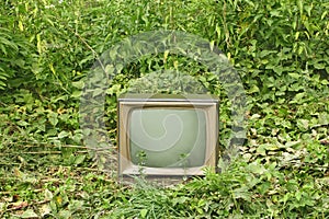 Old TV set among green plants