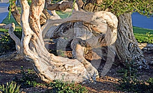 Old, twisted Melaleuca tree in Heisler Park, Laguna Beach, CA.