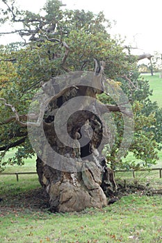 Old Twisted Oaktree