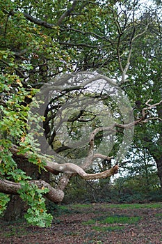 Old Twisted Oaktree Branches