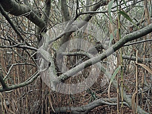 Old twisted tree branches and bamboo abstract background