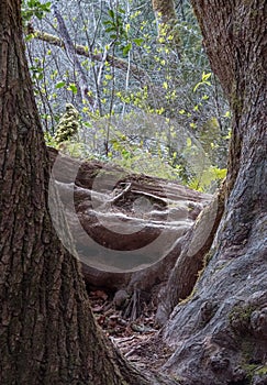 old twisted tree roots in a forest on a sunny day