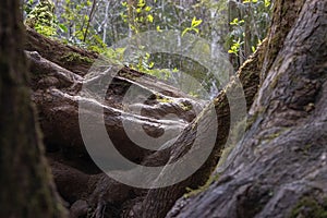 old twisted tree roots in a forest on a sunny day