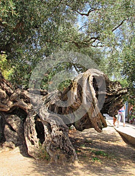 Old twisted tree