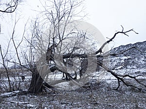 Old twisted tree in winter