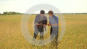 Old two farmers explore are studying. man Wheat Field summer in the field wheat bread. slow motion video. farmer Smart