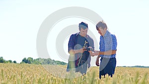 Old two farmers explore are studying. man Wheat Field summer in the field wheat bread. slow motion video Smart farming