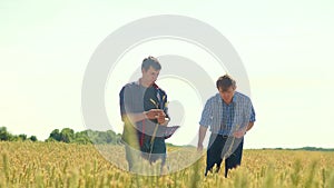 Old two farmers explore are studying. man Wheat Field summer in the field wheat bread. slow motion video Smart farming