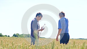 Old two farmers explore are studying. man Wheat Field summer in the field wheat bread. slow motion video Smart farming