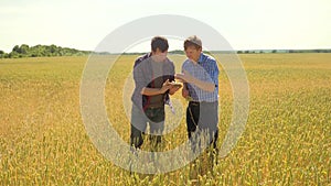 Old two farmers explore are studying to your smartphone. man Wheat Field summer in the field wheat bread. slow motion