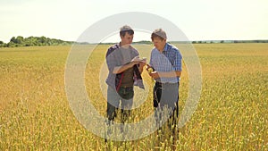 Old two farmers explore are studying to your smartphone. man Wheat Field summer in the field wheat bread. slow motion