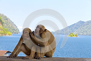 Old two monkey sit relax on water dam