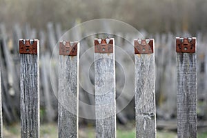 Old unpainted wooden fence made of narrow boards in the country