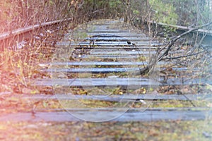 Old unused railway tracks in the forest, trackbed overgrown with wild grass, very shallow depth of field. Soft focus