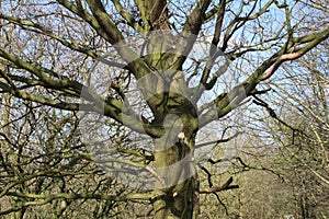 Old and unusual tree, in woodland and landscape