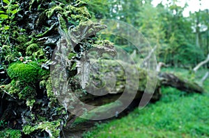 Old uprooted oak