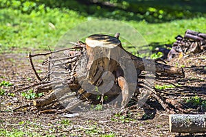 Old uprooted tree stump in forest. Dead stump torn with roots deforestation, ecology