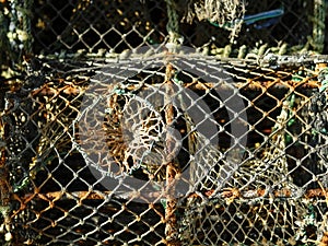 Old used fish and crab trap,