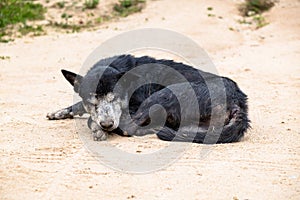 Old Vagrant Dog Sleeping on the Gravel Road in Tribal Village