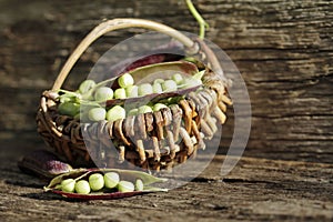 Old variety, blue choke peas in organic farming