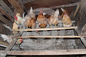 An old village chicken coop with roosts for laying hens and a rooster