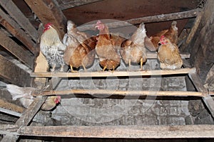 An old village chicken coop with roosts for laying hens and a rooster