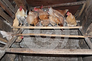 An old village chicken coop with roosts for laying hens and a rooster