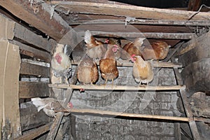 An old village chicken coop with roosts for laying hens and a rooster